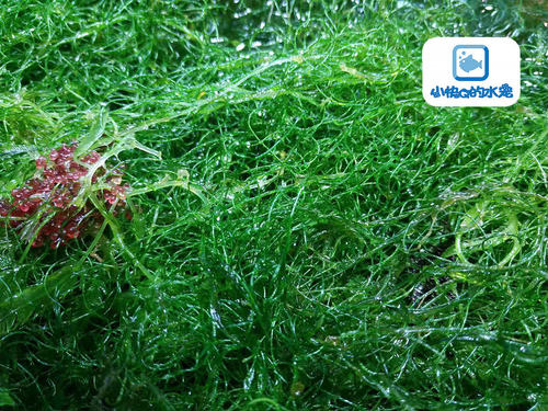 钢丝藻活体新手懒人海藻海缸改善珊瑚小丑鱼生存环境顺丰快递包活