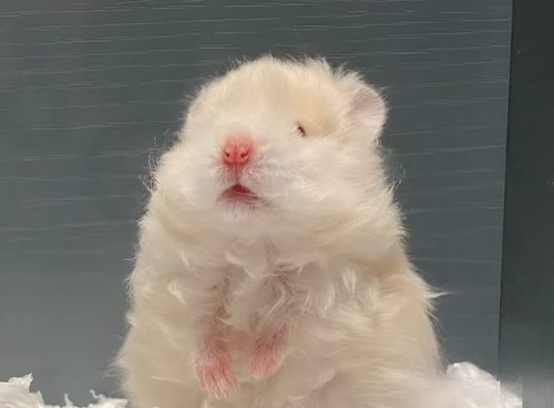 上海实体店熊舍自提 新疆不发长卷毛蜜肉桂黑波利亲人金丝熊仓鼠