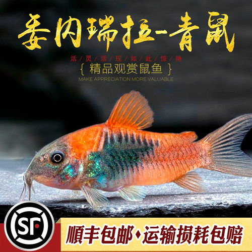 观赏鱼底栖工具委青鼠淡水