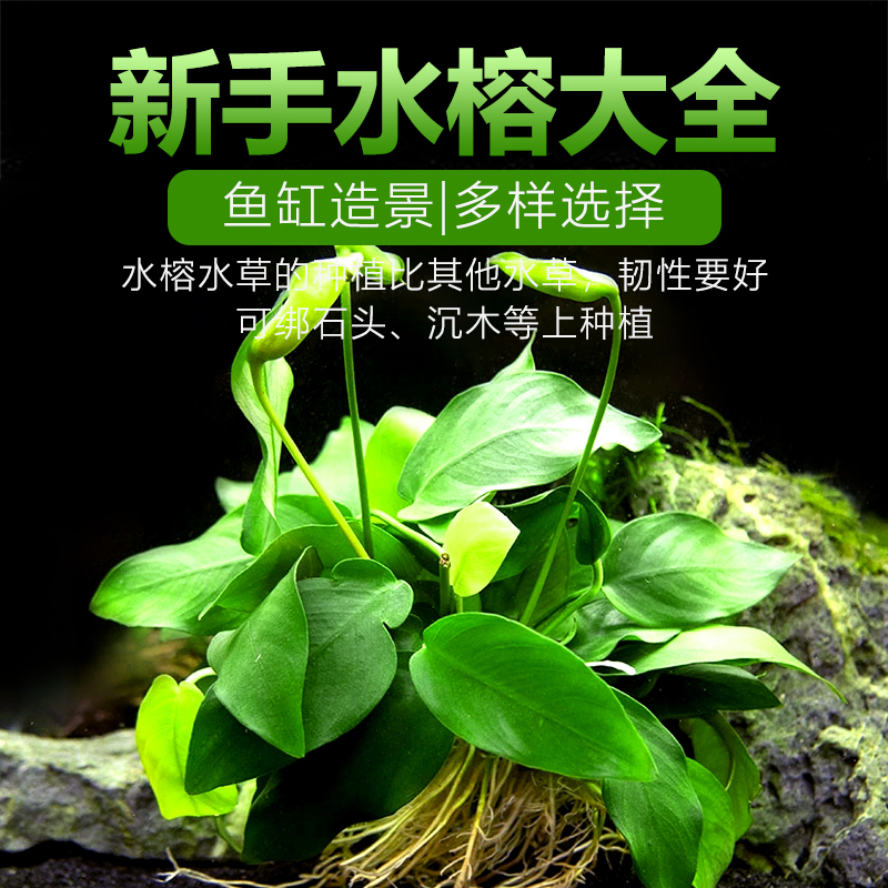 中后景鱼缸水草黄金咖啡迷你榕