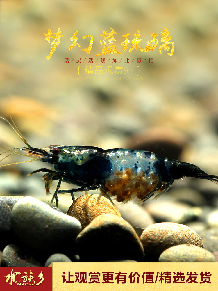 Dream blue glass shrimp grass tank pet freshwater rice shrimp ornamental shrimp Red crystal big glass algae removal tool shrimp live