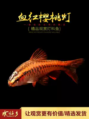 Aquarium township] Blood red cherry lamp small tropical red rose crucian carp aquatic plant fish tank group swimming lamp fish live