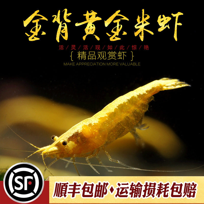 黄金虾宽背金黄色米虾金线粗背黄米虾淡水水草观赏除藻工具虾活体