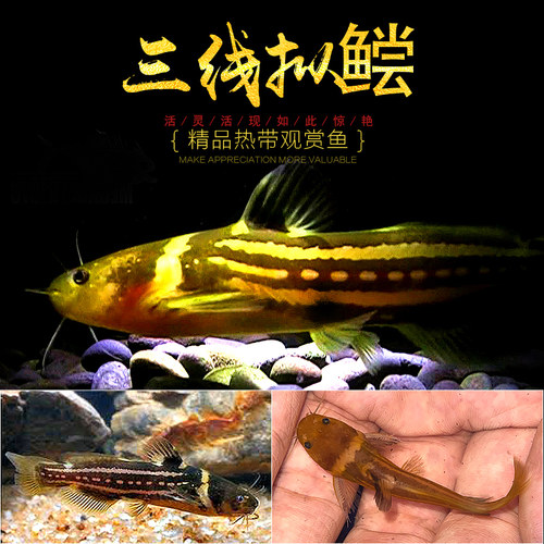 稀有鱼淡水价格 多少钱