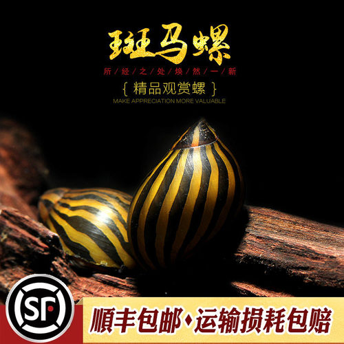 鱼缸强效除藻工具螺斑马螺