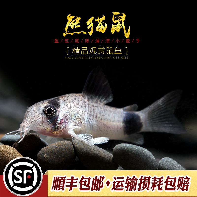 熊猫热带观赏垃圾鼠鱼很萌水族乡