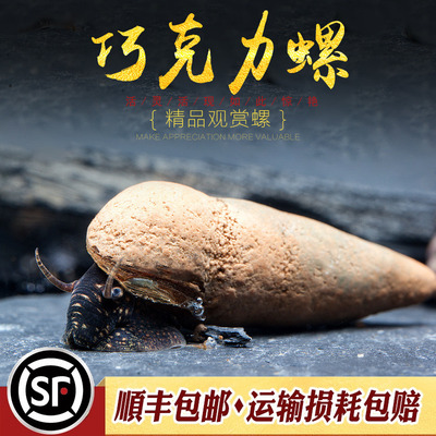 巧克力苏螺淡水底栖清洁观赏