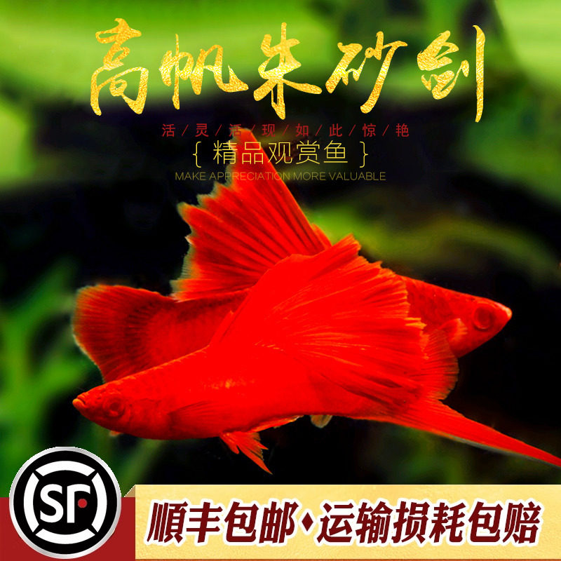 高帆朱砂红剑鱼菊花红剑狼牙帆血红剑鱼胎生鱼热带鱼观赏鱼活体鱼