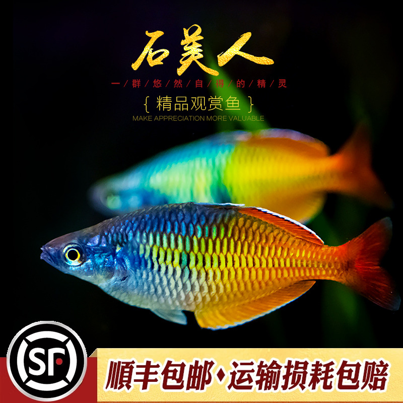 美人鱼水族乡银汉科热带鱼淡水鱼