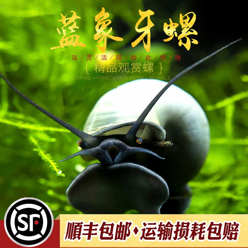 蓝象牙螺淡水观赏宠物螺鱼缸除藻吃垃圾鱼屎大黄金蓝螺白紫螺活体,宠物/宠物食品及用品,螺,淘宝优惠券,粉丝福利购,淘宝优惠卷
