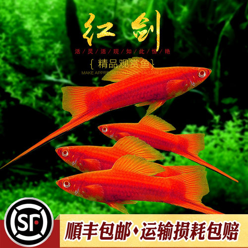 玛丽小型活体淡水观赏鱼