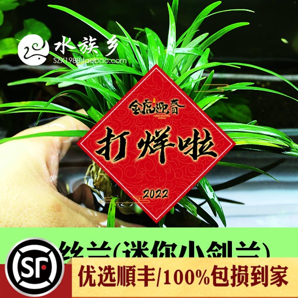 鱼缸中前景水草造景多少钱 鱼缸中前景水草造景优惠券免费领取 有条鱼