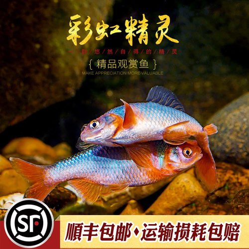 彩虹精灵鱼卢伦北美耐寒观赏鱼