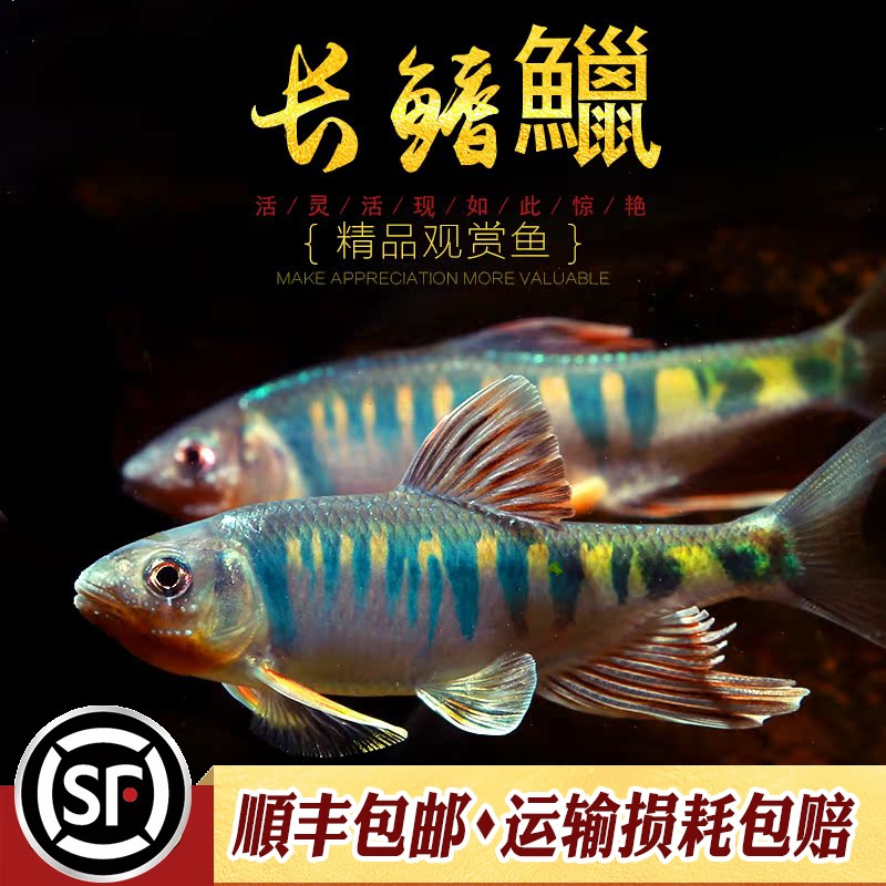 中小型原生冷水鱼长鳍鱲