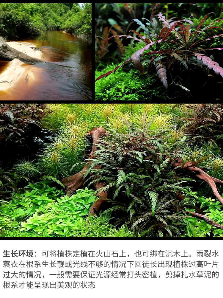 雨裂水草羽裂水蓑衣依蝶水族百搭中后景造景可绑沉木石头阳性水草