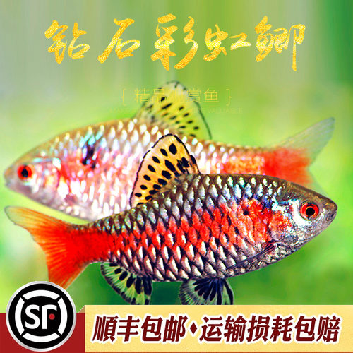 冷水钻石彩虹鲫淡水观赏风水鱼