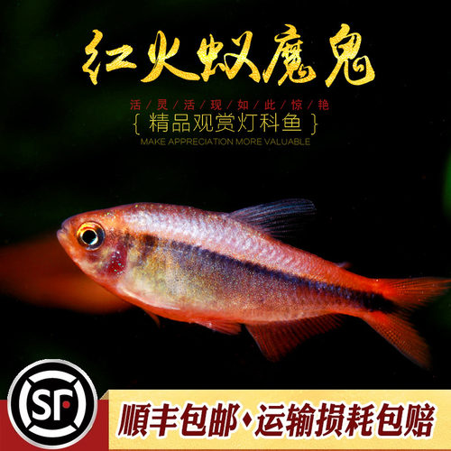 红火蚁魔鬼灯巴西小型南美灯鱼