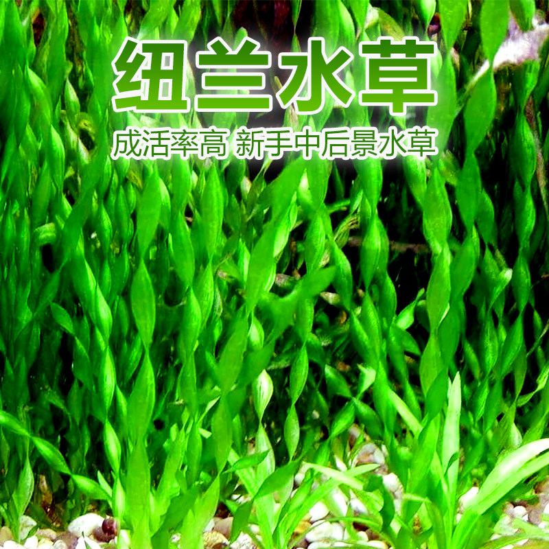 懒人水草水中叶纽兰中后景
