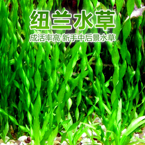懒人水草水中叶纽兰中后景