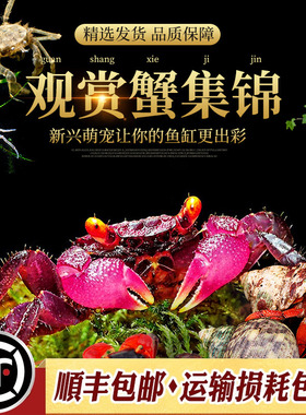 辣椒蟹蜘蛛蟹相手蟹恶魔蟹南海溪蟹红勾手蟹豹点蟹活体观赏宠物蟹