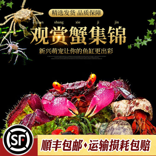 辣椒蟹相手恶魔南海豹点活体