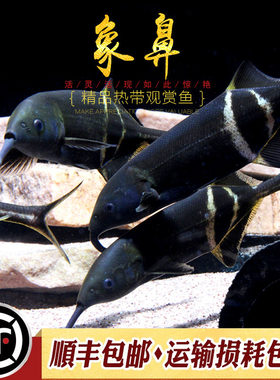 非洲草缸淡水活体海豚鱼
