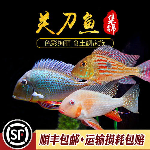 白子关刀食土鲷热带观赏鱼