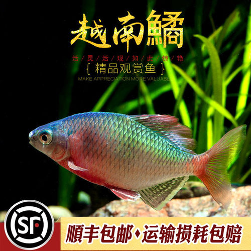 越南鳑鲏鱼中华yu彩石yu火山原生冷水观赏鱼旁皮水草缸不加温活体 - 封面