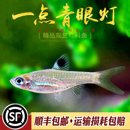 一点青眼灯草缸群游效果非常好