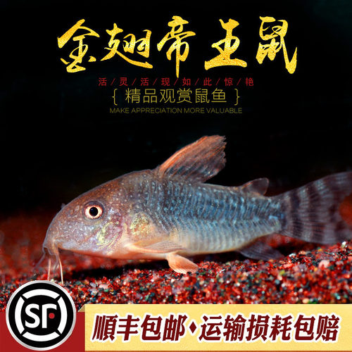金翅帝王鼠底栖草缸淡水鱼