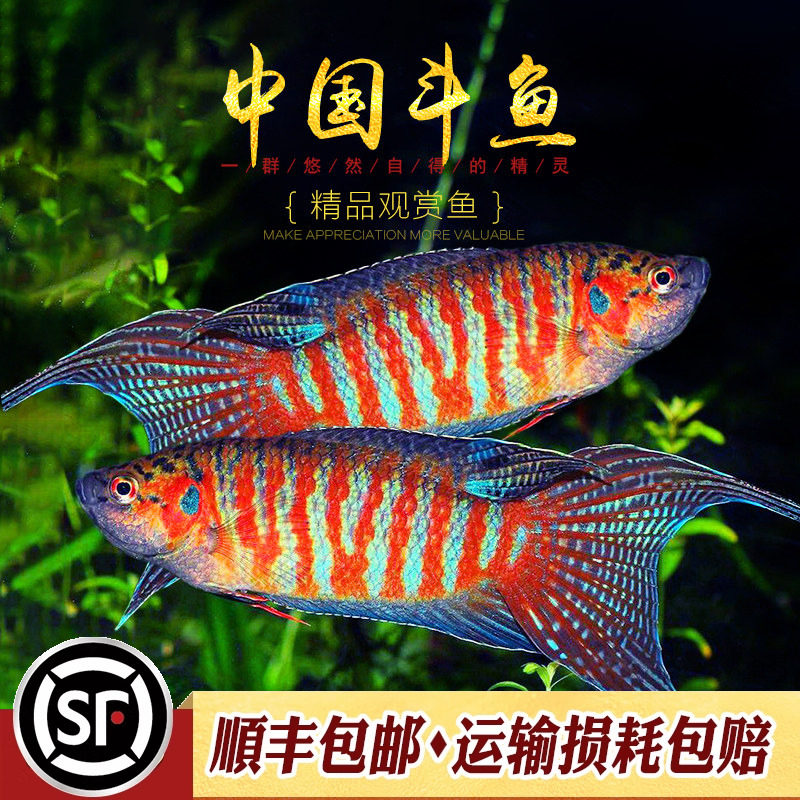普叉中国斗鱼本地原生冷水鱼淡水图片