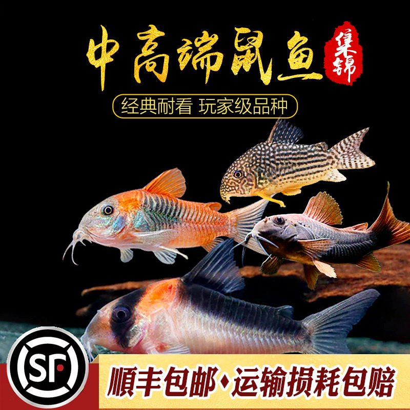 黑金红头鼠南美原生鼠鱼F1人工小型老鼠鱼群游清理底床残渣工具鱼