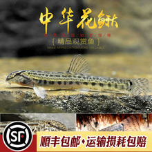 中华花鳅小型冷水泥鳅淡水观赏鱼翻砂神奇招财风水鱼花斑泥鳅活体