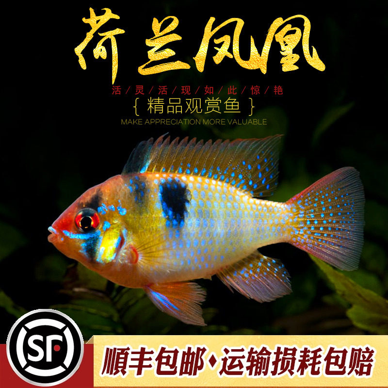 荷兰凤凰鱼 短鲷七彩凤凰圆身凤凰波子鱼热带观赏小型鱼超萌活体