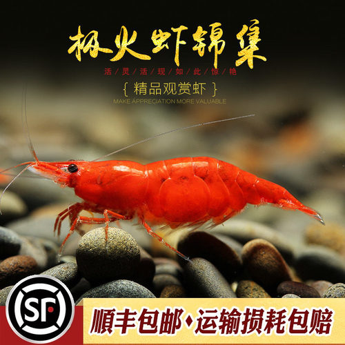 观赏火焰红烤漆无缝工具淡水虾