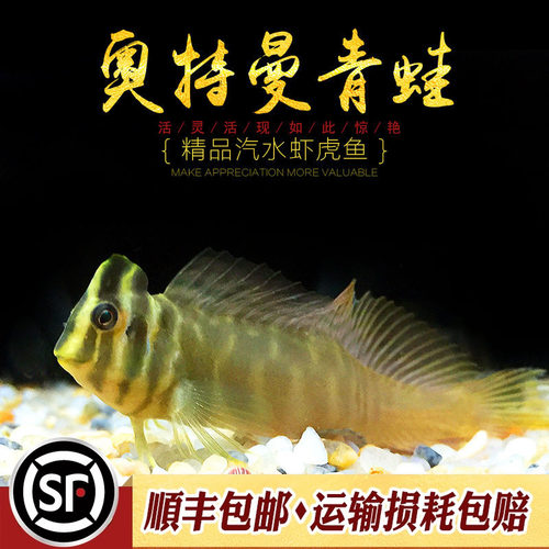 斑头肩鳃鳚鱼练手观赏海水汽水鱼