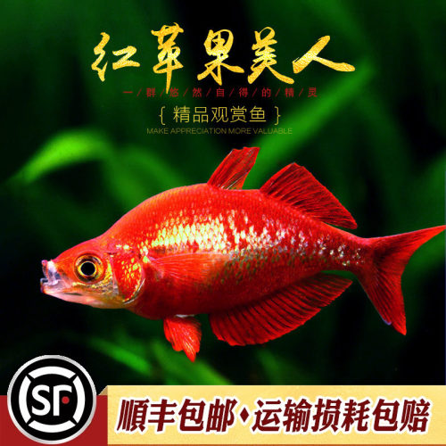 红苹果美人电光球型热带观赏鱼