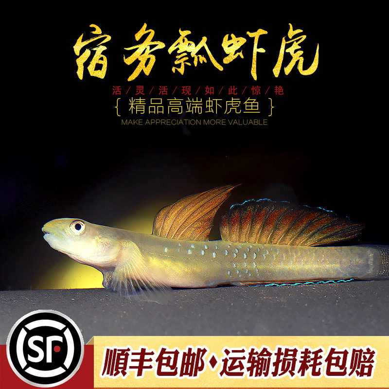 宿雾瓢虾虎鱼印尼原生观赏鱼小型淡水鱼冷水鱼宿务瓢韧虾虎活体鱼