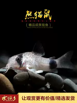 Aquarium Township] Panda mouse fish tropical ornamental algae removal fish tool fish eating fish tank garbage rat fish is very cute