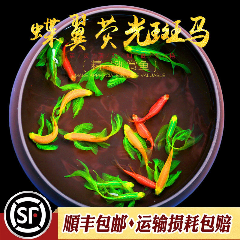 蝶翼荧光斑马鱼淡水鱼观赏鱼新手入门练手鱼彩色糖果红班马鱼活体