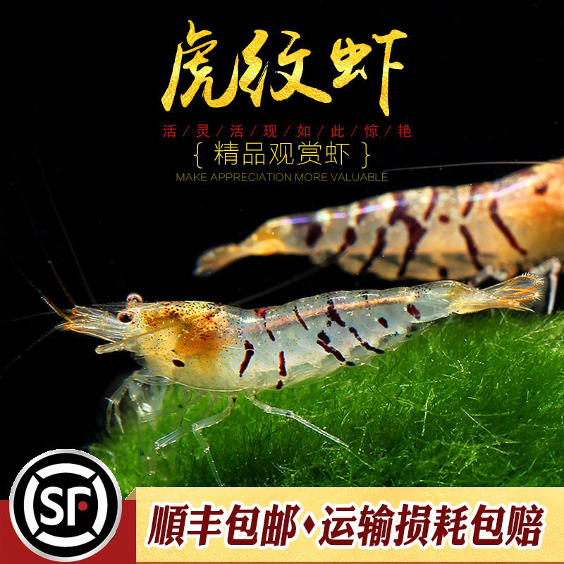 虎纹虾原生米虾观赏虾淡水蜜蜂珍珠虎纹虾草缸除藻清洁工具虾活体