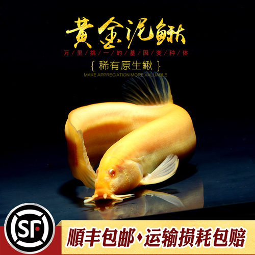 白化红眼原生风水鱼泥鳅