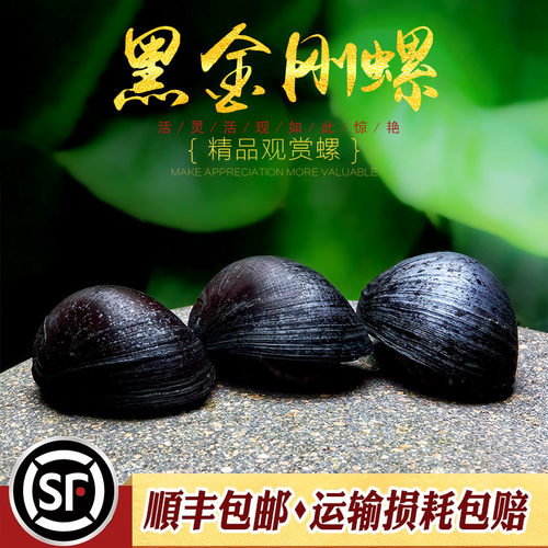 公认除藻效果媲美鲍鱼螺的工具螺