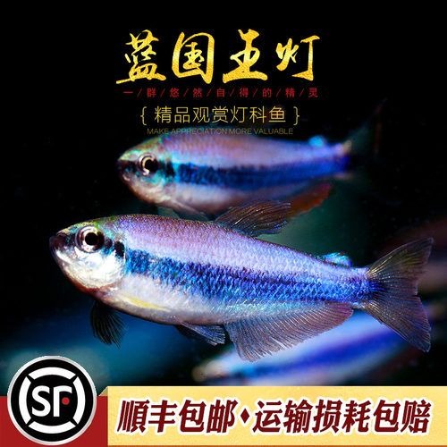 蓝国王灯热带灯科鱼水草缸群游帝王灯蓝帝提灯国王皇后灯鱼活体鱼 - 封面