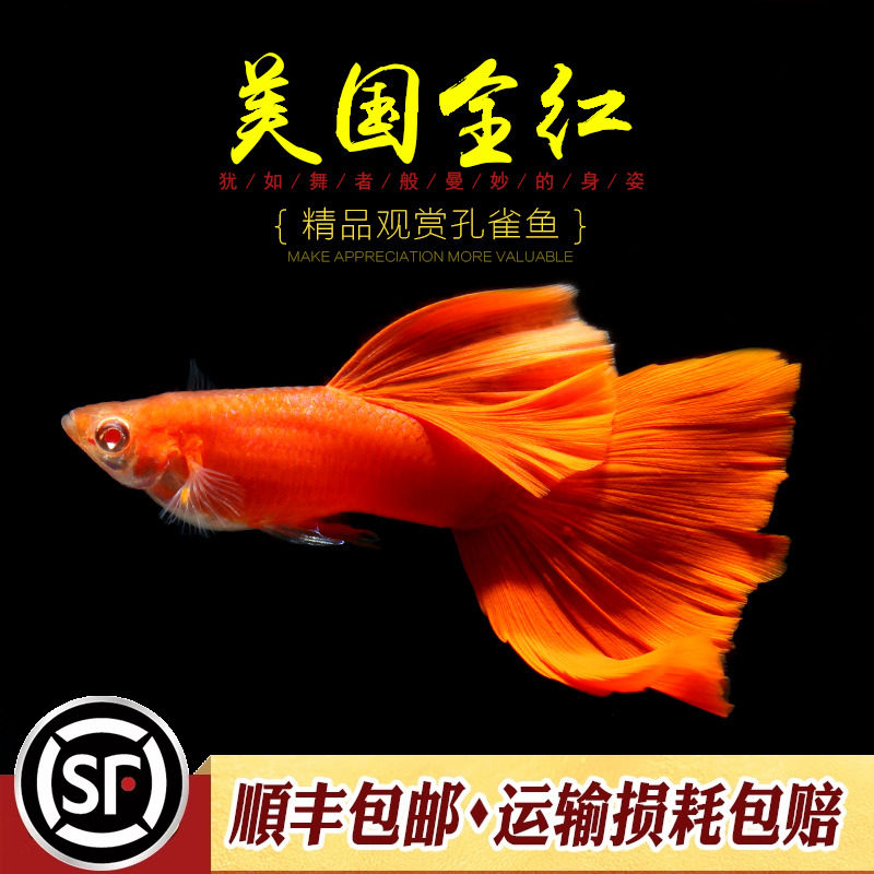 美国全红精品孔雀鱼热带淡观赏鱼纯种血红缎带白子大凤尾鱼活体鱼