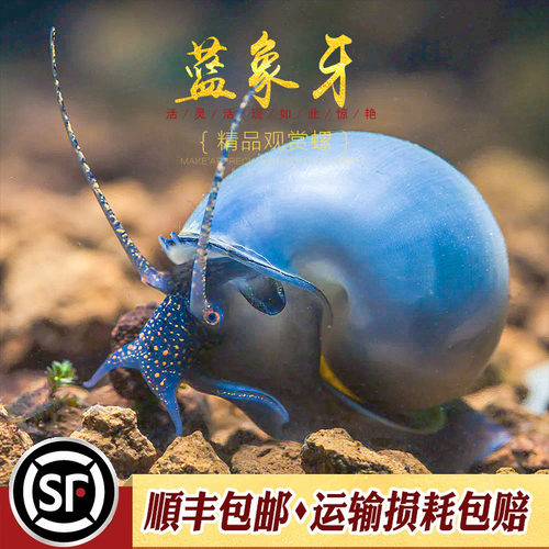 蓝象牙神秘螺高颜值宠物螺