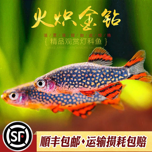 小型迷你灯科鱼淡水热带鱼火炽灯