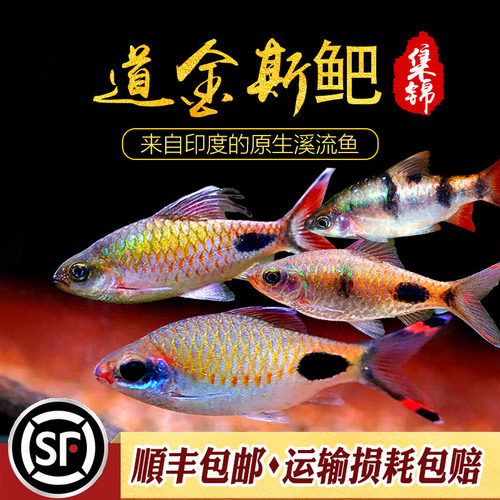 道金斯犁鱼群游红尾绿荧光鲫鱼