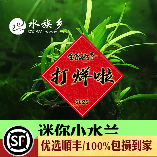 鱼缸中前景水草造景多少钱 鱼缸中前景水草造景优惠券免费领取 有条鱼