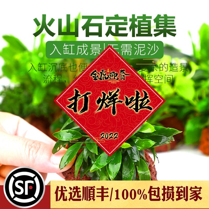 火山石定植集锦淡水鱼缸装饰水草懒人造景水榕莫斯前景中后景水草 水族乡鱼虾生态购物馆 淘优券